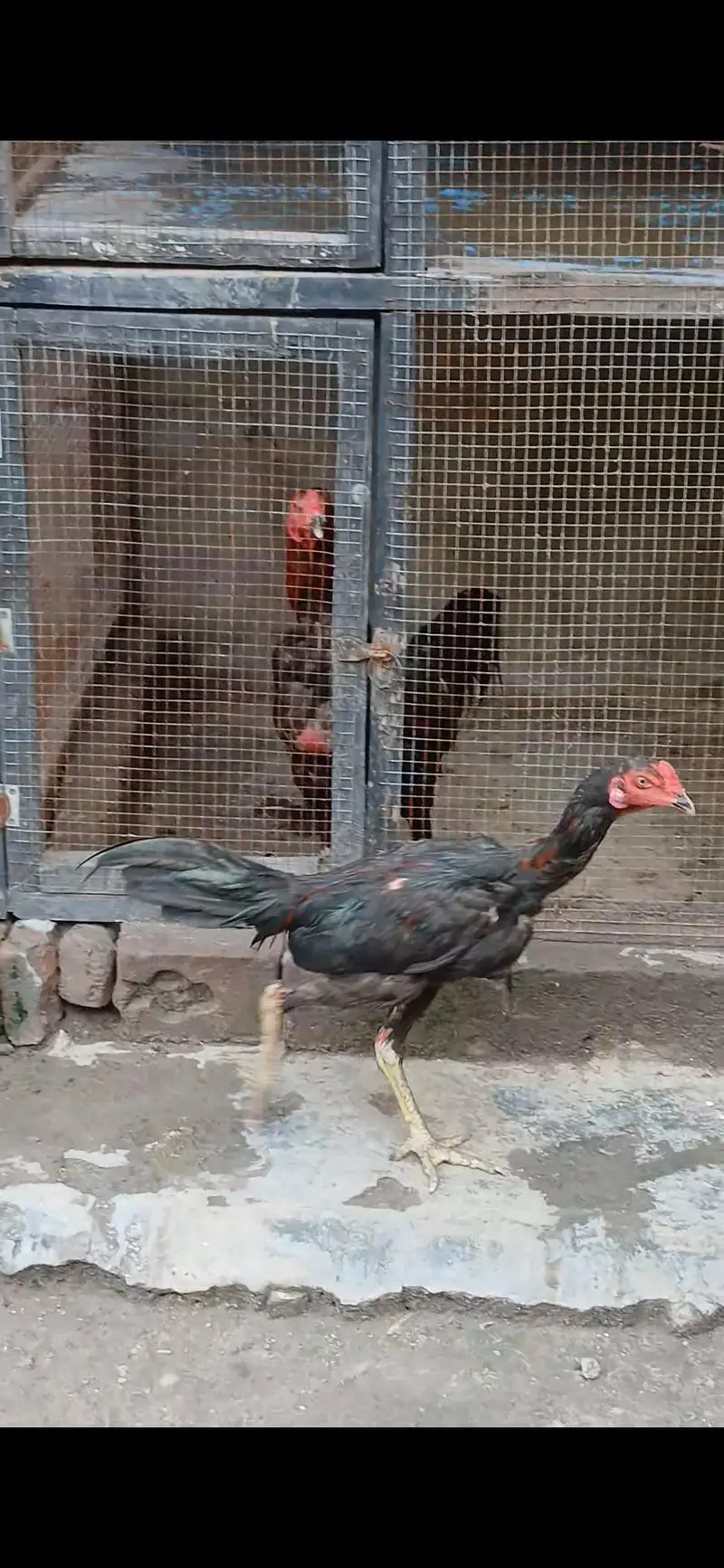 PANUS PAKOYA BAP KA GAME STYLE MIL JAYE GA — photo 7