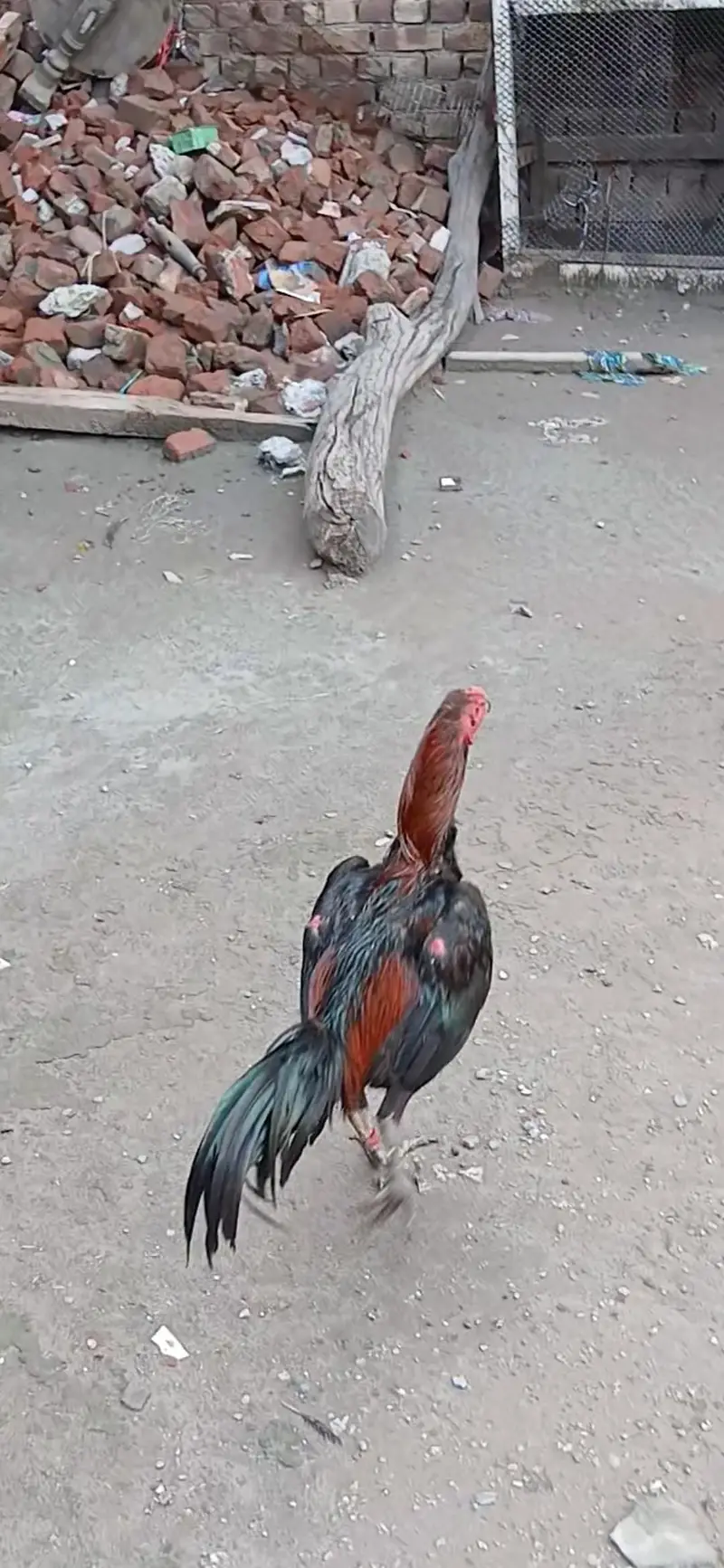 PANUS PAKOYA BAP KA GAME STYLE MIL JAYE GA — photo 8