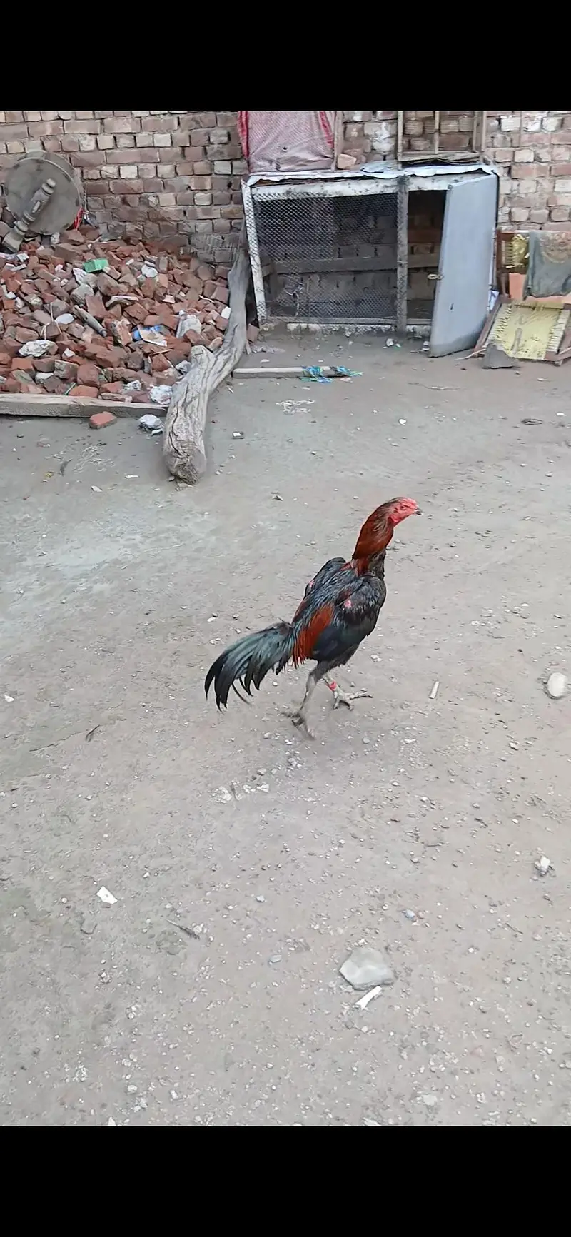 PANUS PAKOYA BAP KA GAME STYLE MIL JAYE GA — photo 9