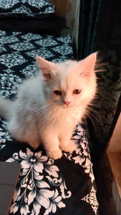 Persian cats pair sale