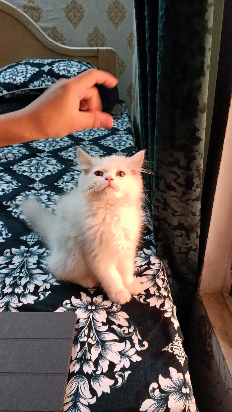 Persian cats pair sale — photo 2