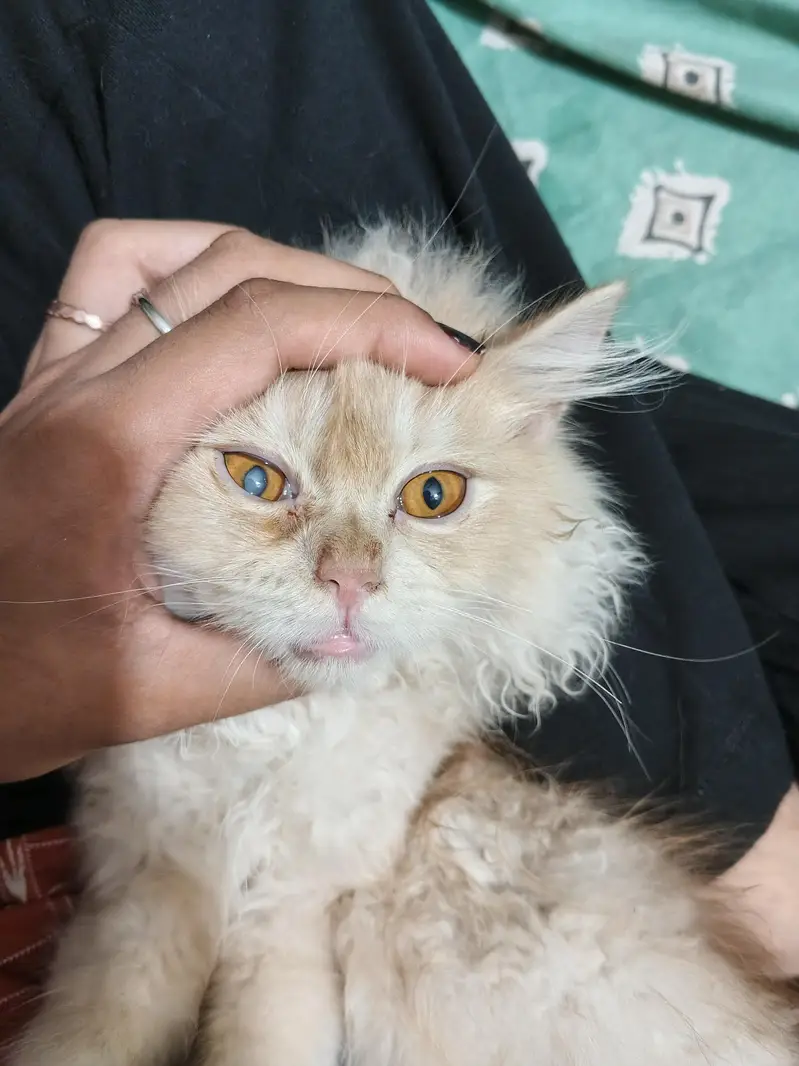 Persian cats pair sale — photo 3