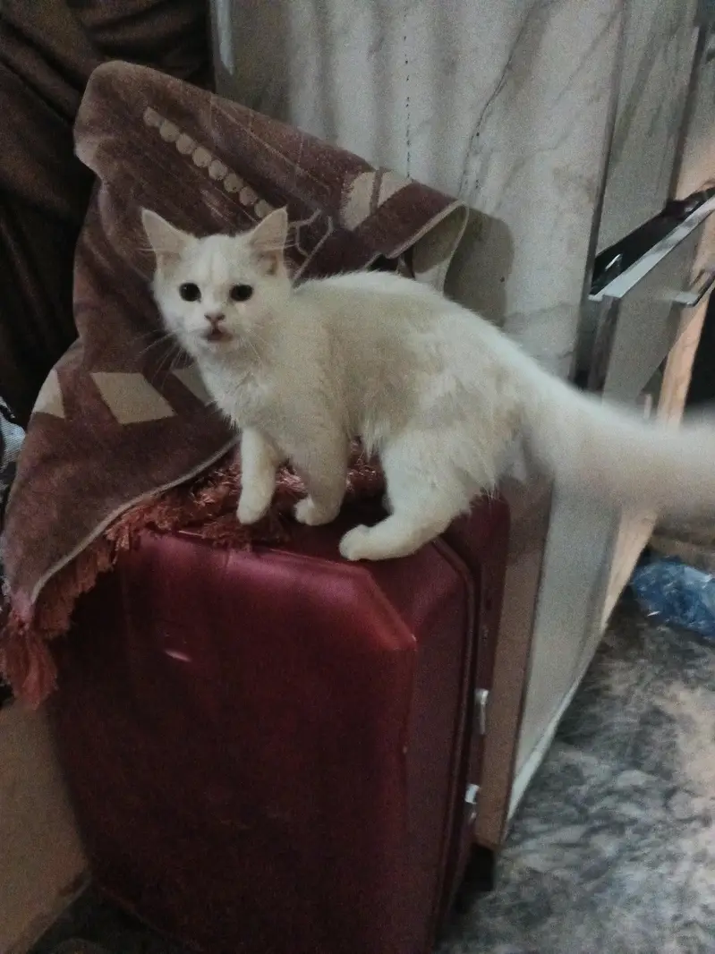 Persian cats pair sale — photo 4