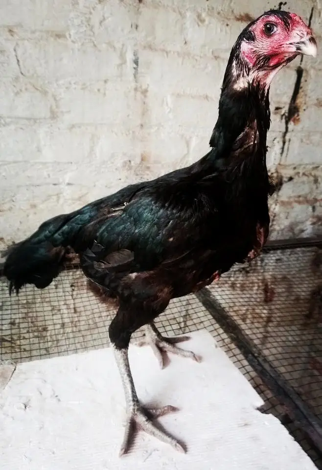 Quality Thai Aseel pair  03224964486 — photo 4