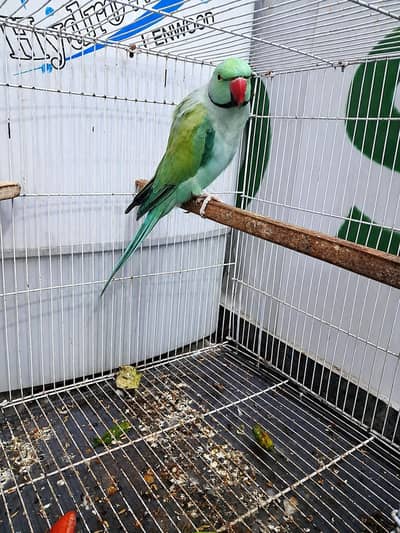 blue terqouise talking male