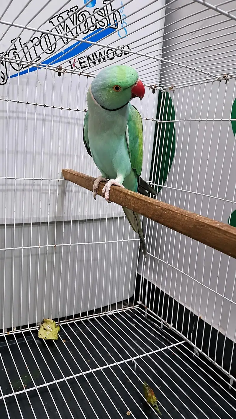 blue terqouise talking male — photo 2
