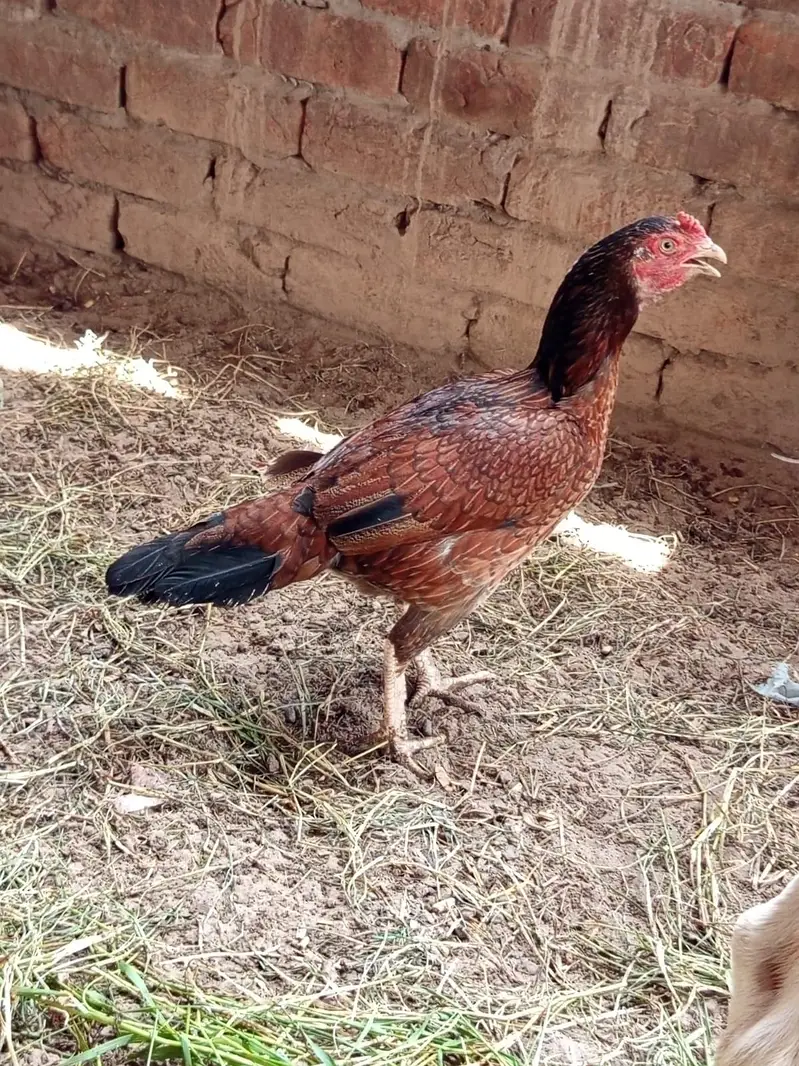ghr ki pali hui cheez h — photo 2