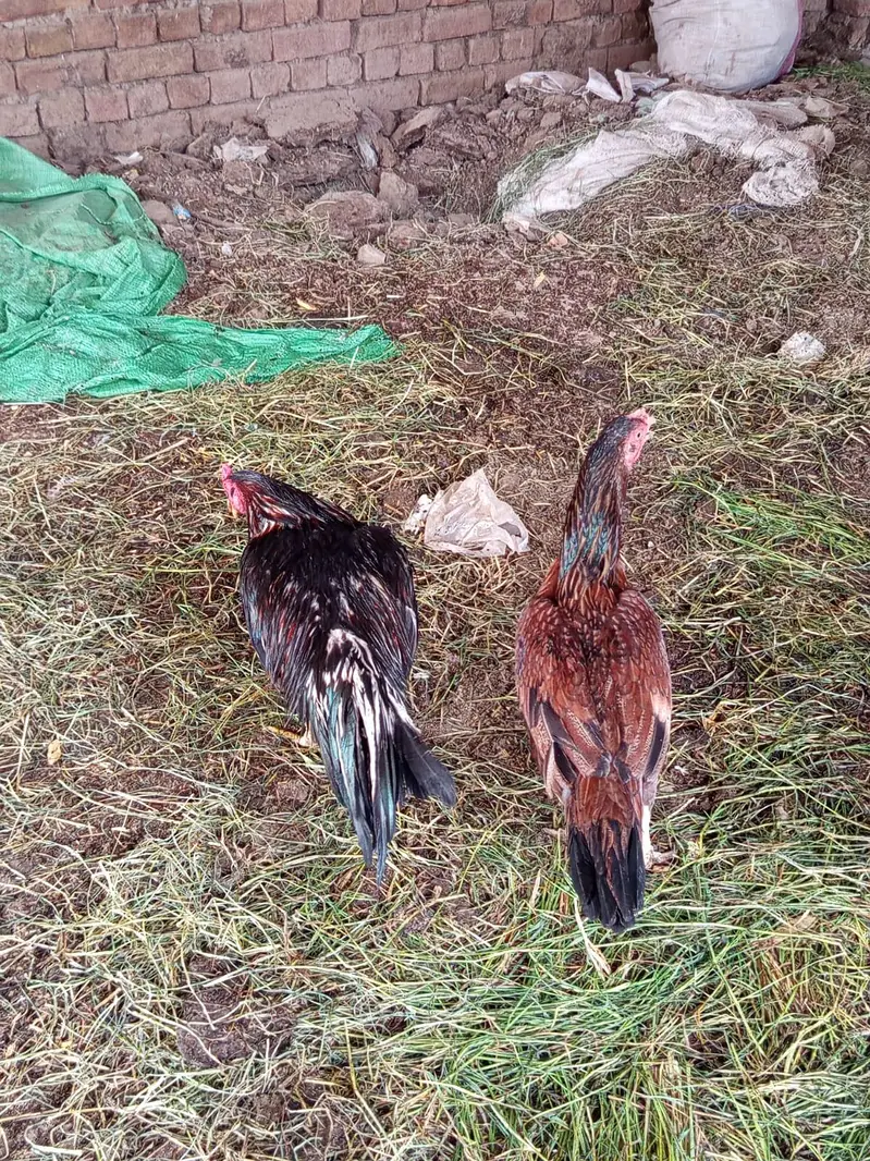 ghr ki pali hui cheez h — photo 3