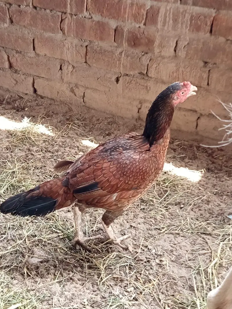 ghr ki pali hui cheez h — photo 4