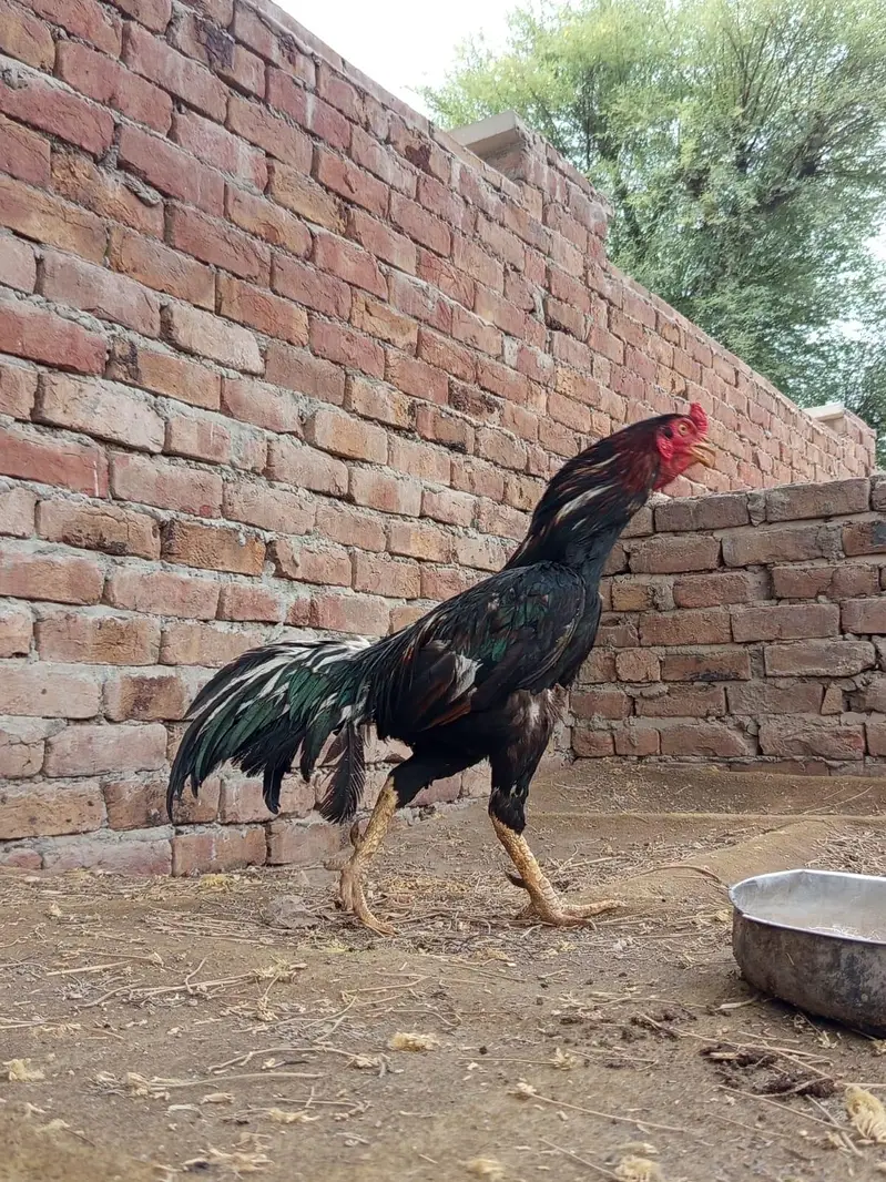 ghr ki pali hui cheez h — photo 5
