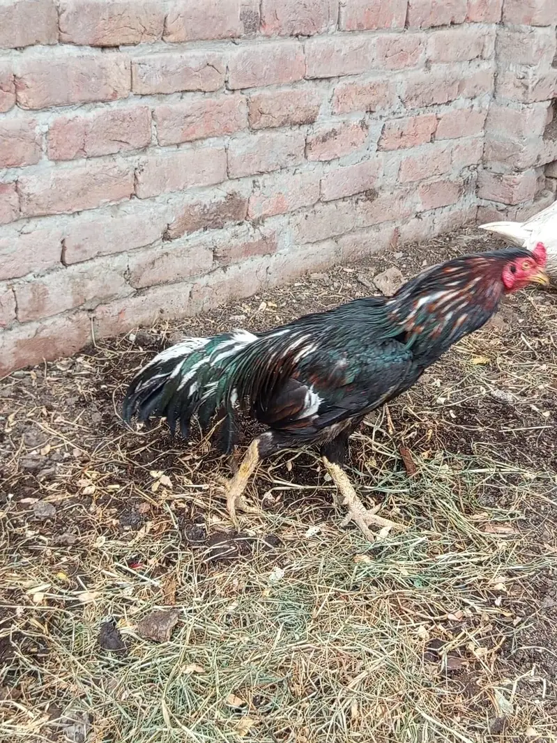 ghr ki pali hui cheez h — photo 6