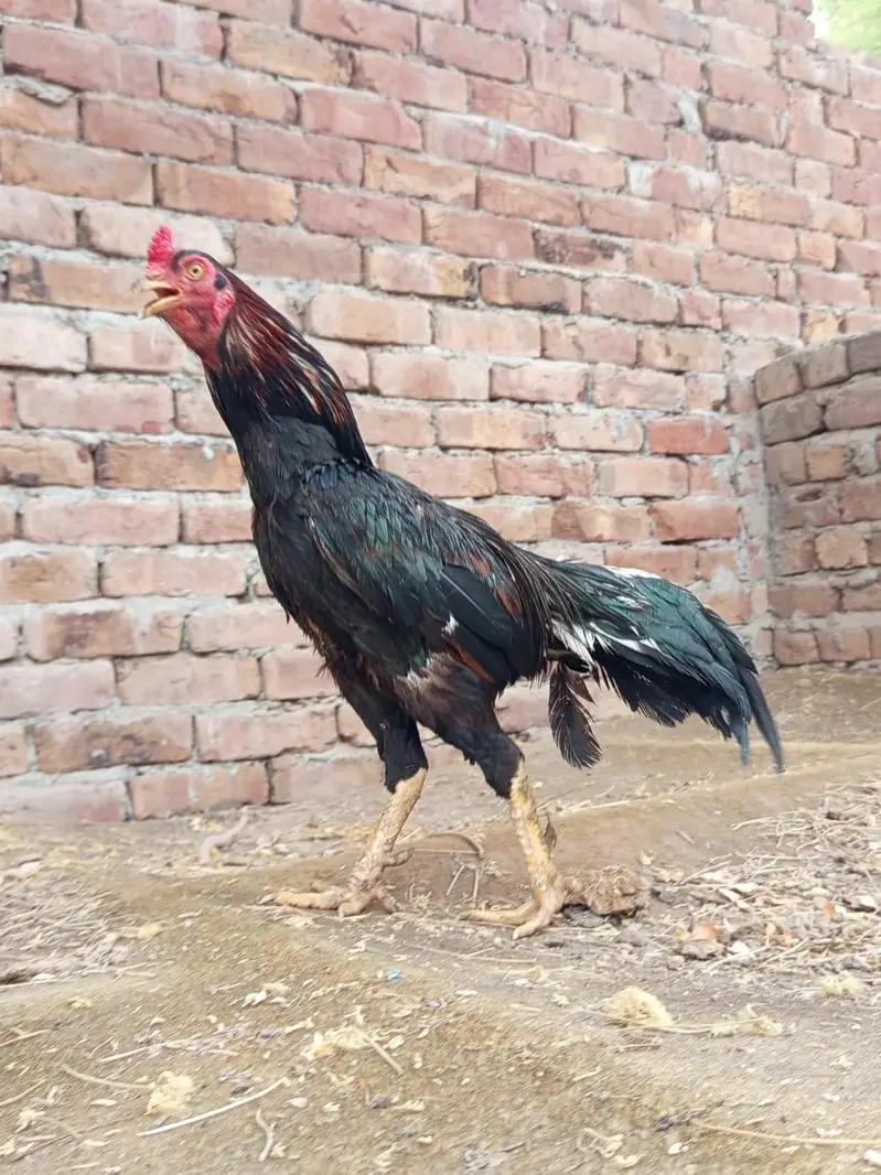ghr ki pali hui cheez h — photo 7