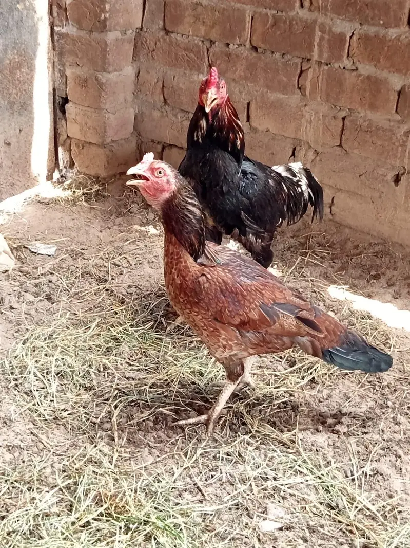 ghr ki pali hui cheez h — photo 8