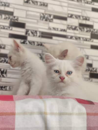 Persian pair Cats for sale