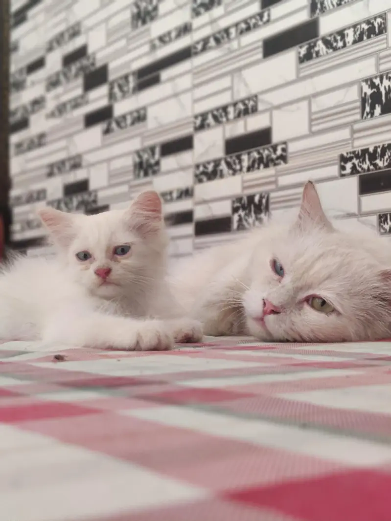 Persian pair Cats for sale — photo 3