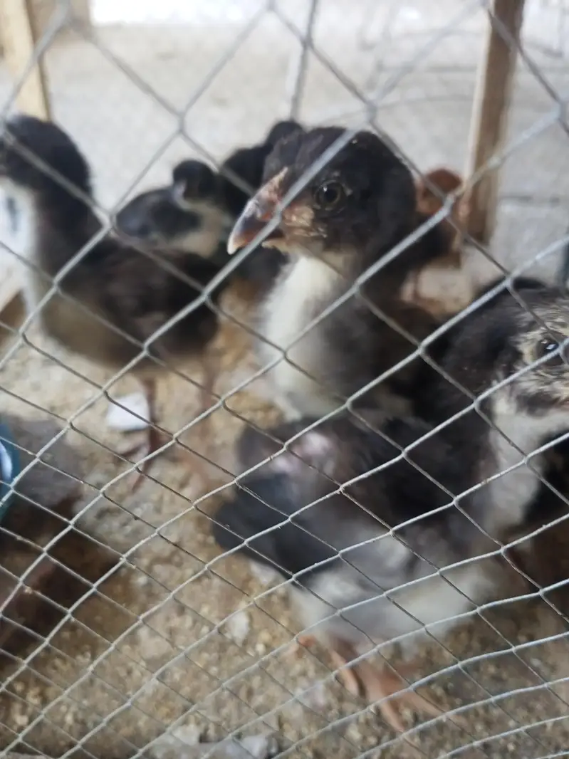 Aseel Chicks pathy murge murgian — photo 2