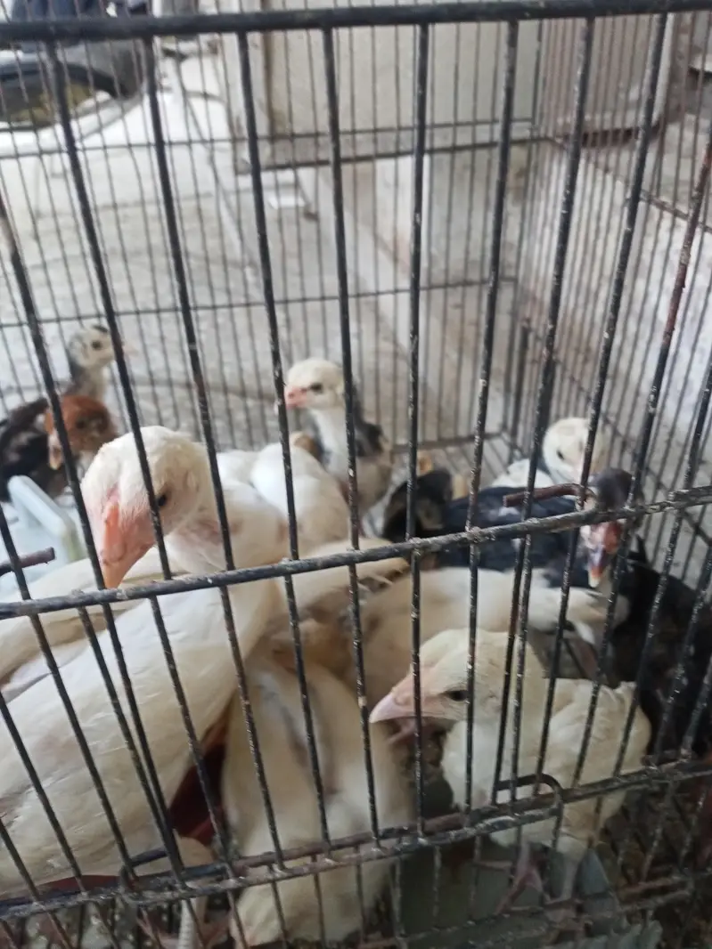 Aseel Chicks pathy murge murgian — photo 3
