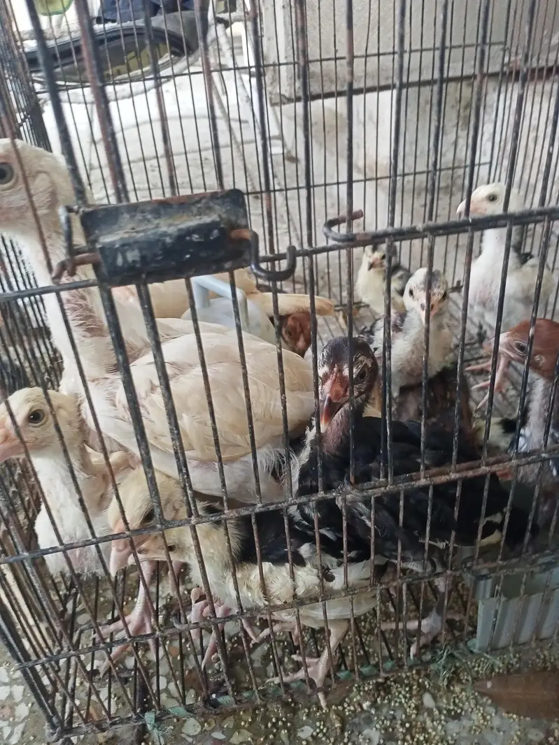 Aseel Chicks pathy murge murgian — photo 4