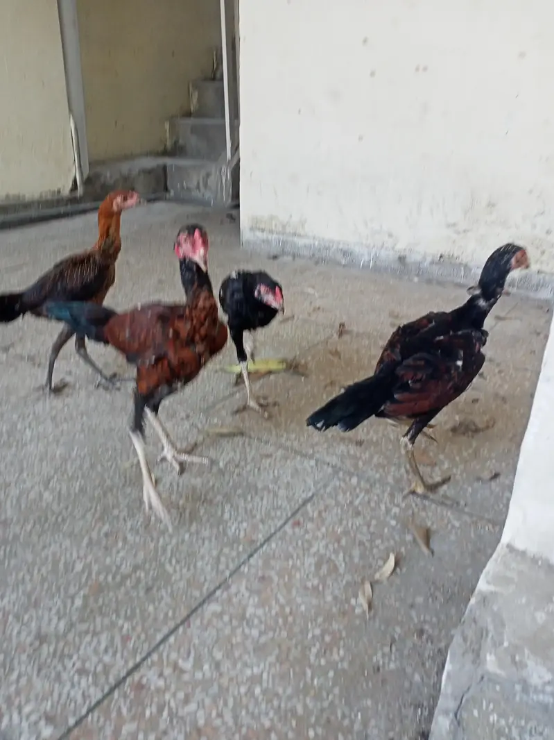 Aseel Chicks pathy murge murgian — photo 5