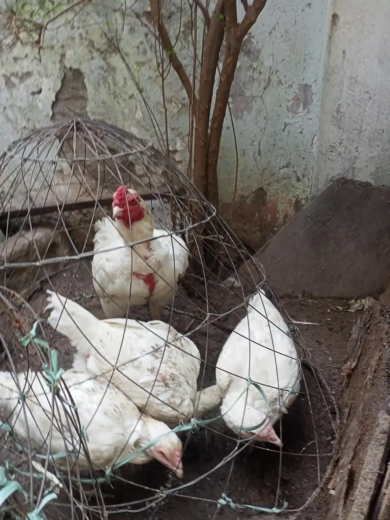 Aseel Chicks pathy murge murgian — photo 6