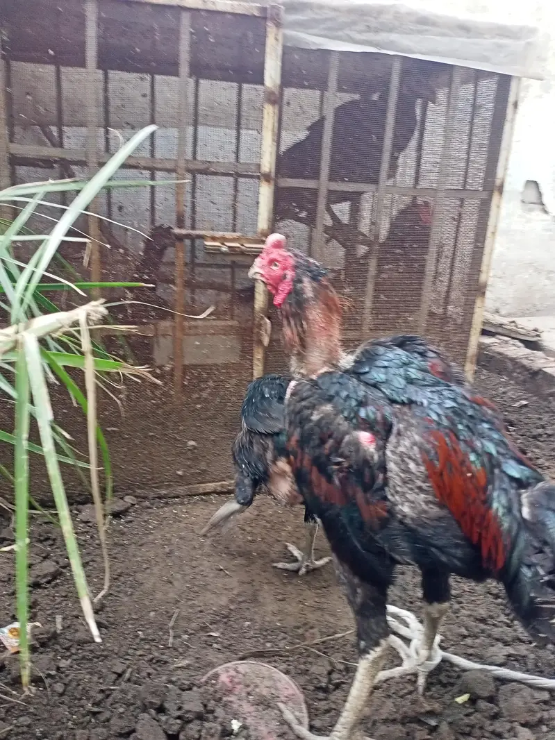 Aseel Chicks pathy murge murgian — photo 7