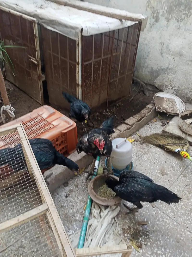 Aseel Chicks pathy murge murgian — photo 8