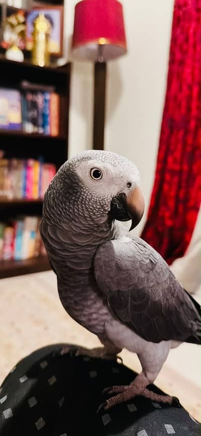 African Gray Parrot