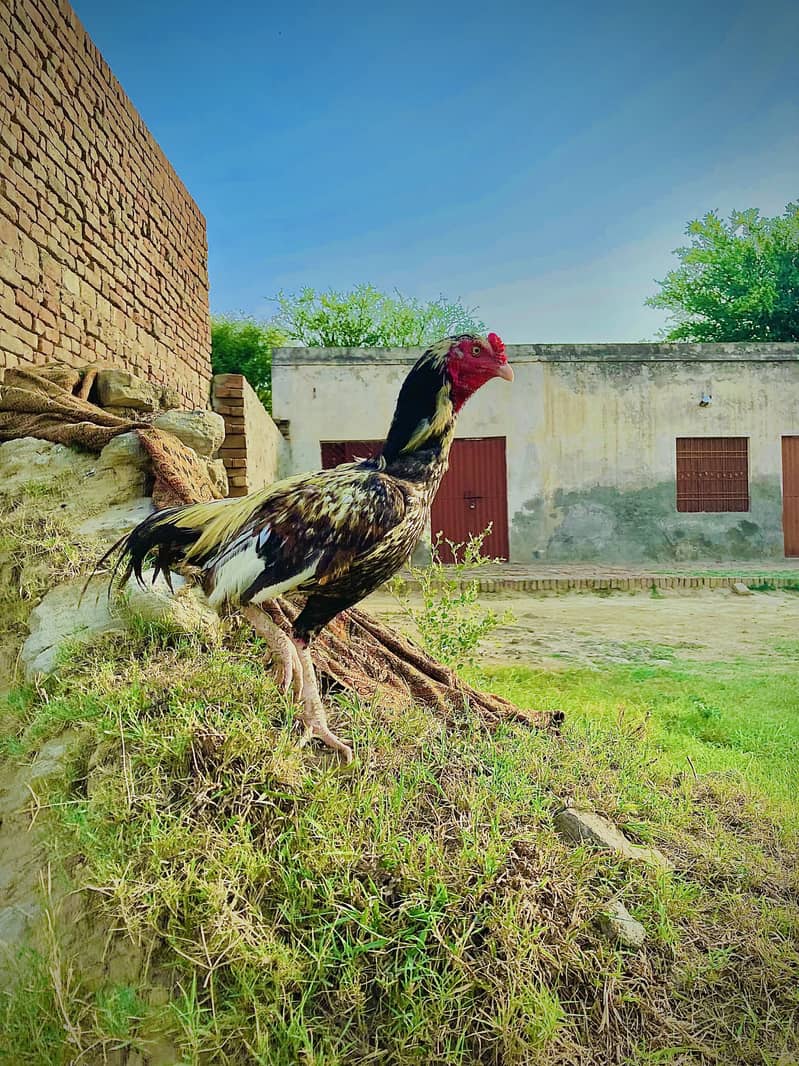 Aseel murga 2