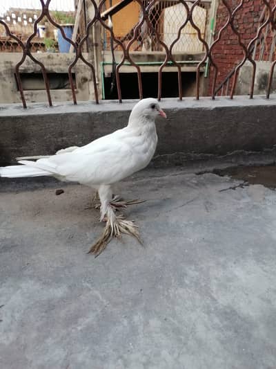Jis ko BHI chahia 3 hazaar sa 10 hzar k drmian mn mil jai ga sirf sho