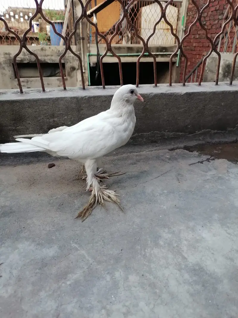 Jis ko BHI chahia 3 hazaar sa 10 hzar k drmian mn mil jai ga sirf sho