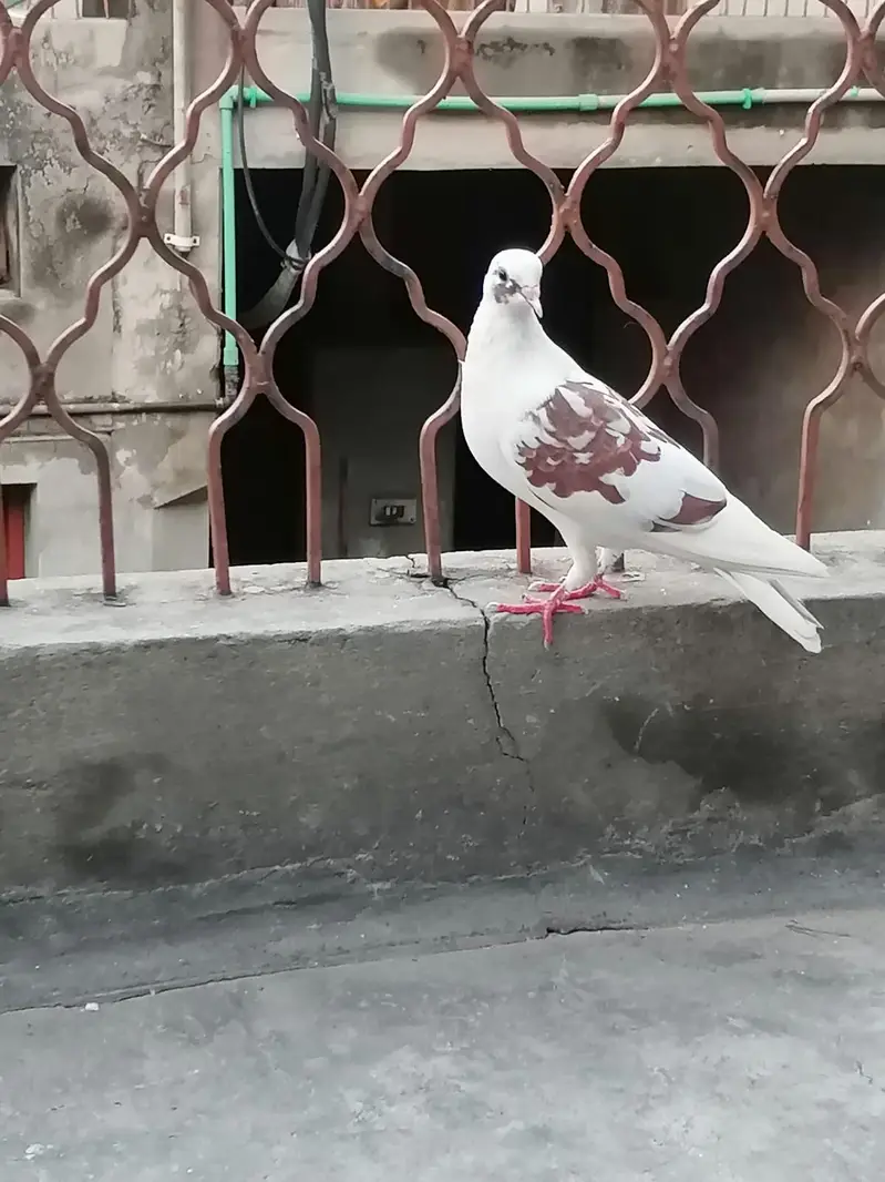 Jis ko BHI chahia 3 hazaar sa 10 hzar k drmian mn mil jai ga sirf sho — photo 2