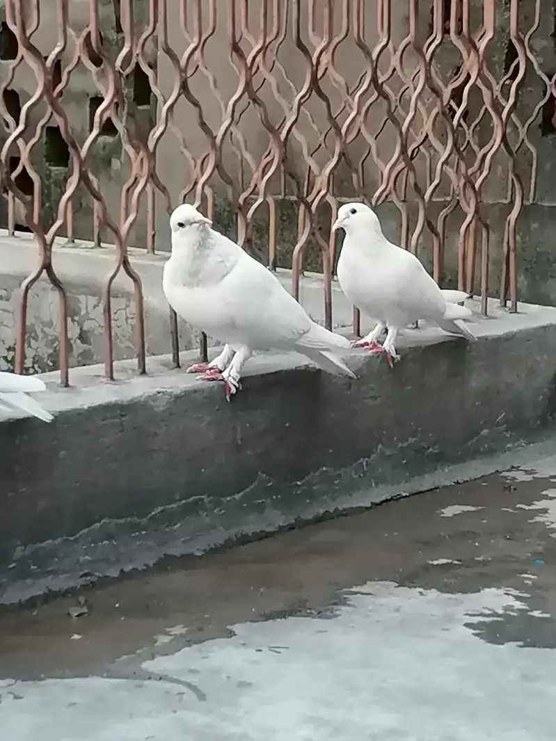 Jis ko BHI chahia 3 hazaar sa 10 hzar k drmian mn mil jai ga sirf sho — photo 4
