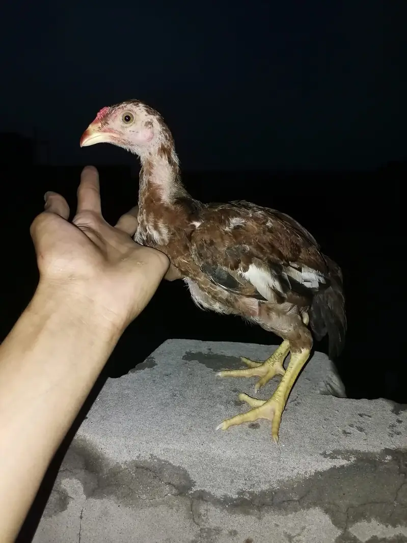 Jis ko BHI chahia 3 hazaar sa 10 hzar k drmian mn mil jai ga sirf sho — photo 5