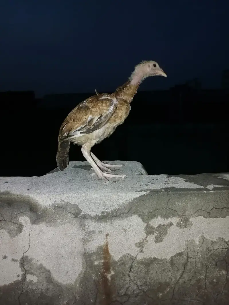 Jis ko BHI chahia 3 hazaar sa 10 hzar k drmian mn mil jai ga sirf sho — photo 6