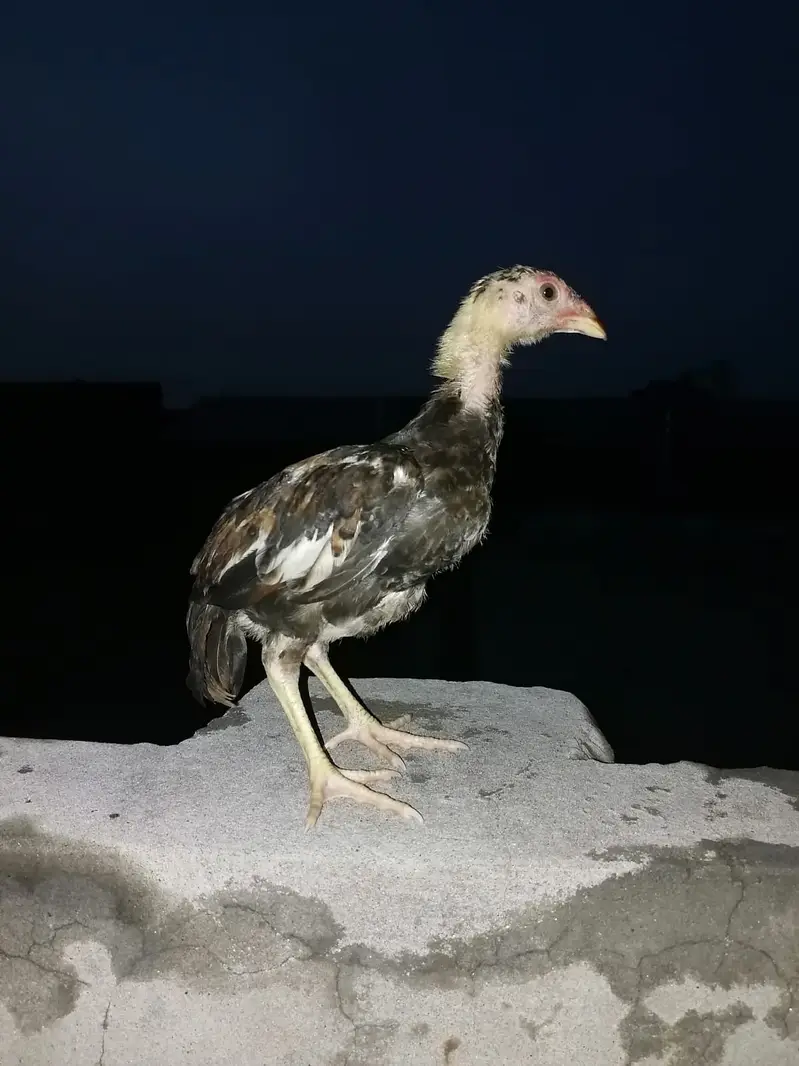 Jis ko BHI chahia 3 hazaar sa 10 hzar k drmian mn mil jai ga sirf sho — photo 7