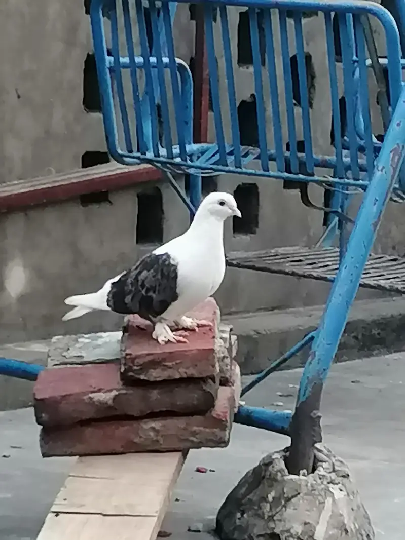 Jis ko BHI chahia 3 hazaar sa 10 hzar k drmian mn mil jai ga sirf sho — photo 8