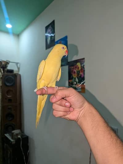 yellow parrot pair