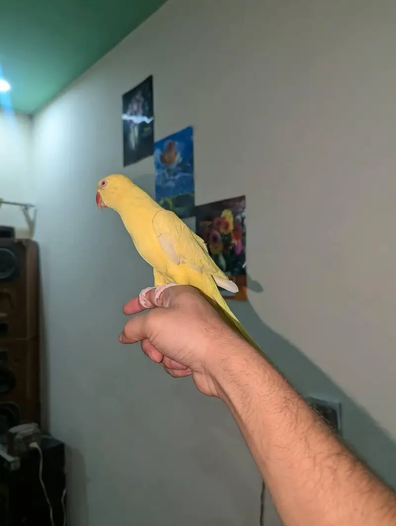 yellow parrot pair — photo 2