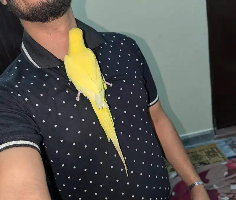 yellow parrot pair — photo 3