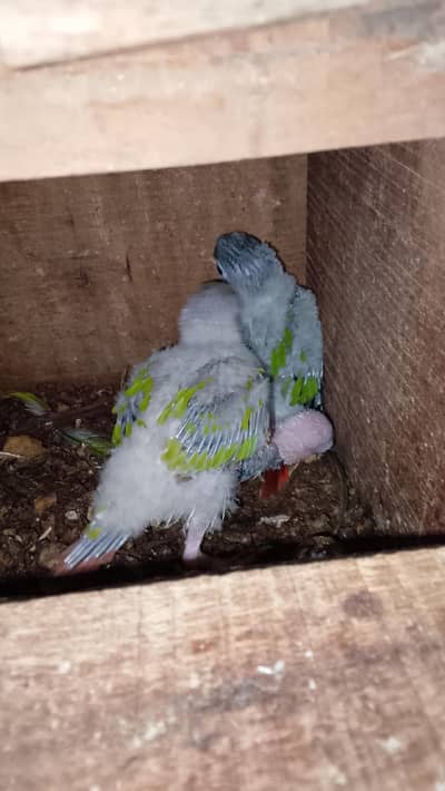 pineapple conure 3 baby