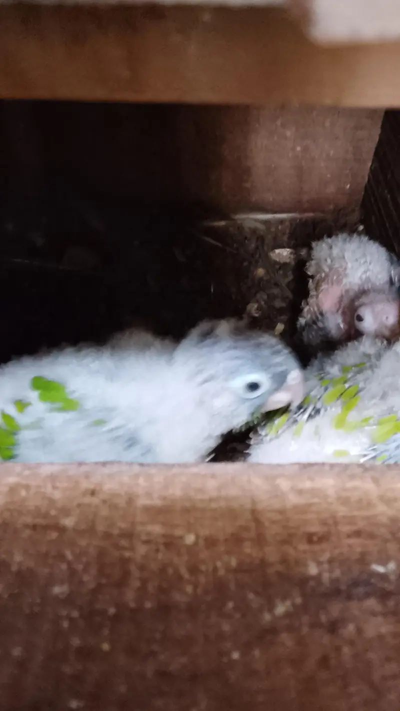 pineapple conure 3 baby — photo 2