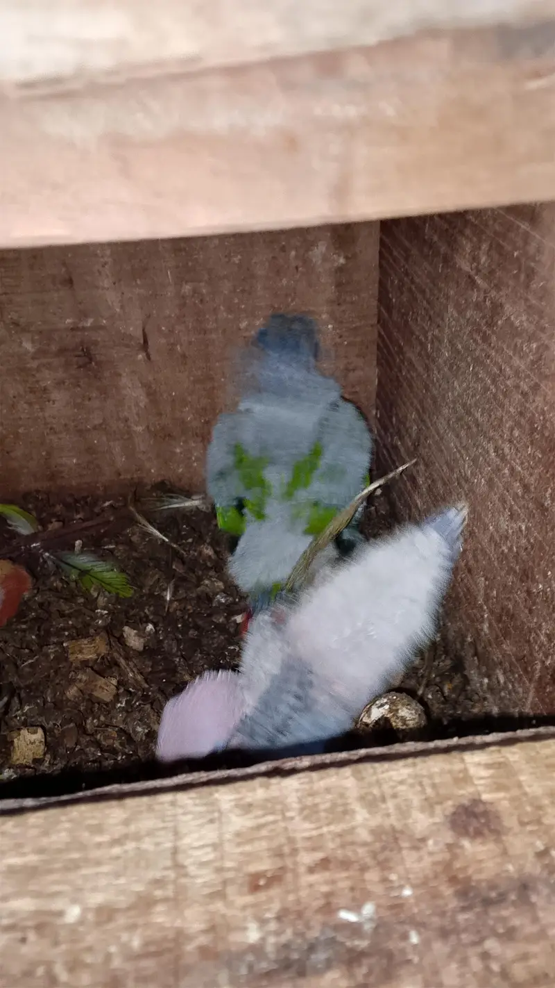 pineapple conure 3 baby — photo 3