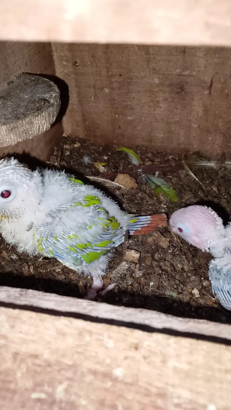 pineapple conure 3 baby — photo 4