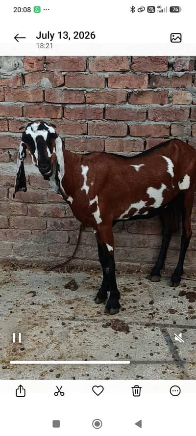 2 bakriyan aik bacha female for sell