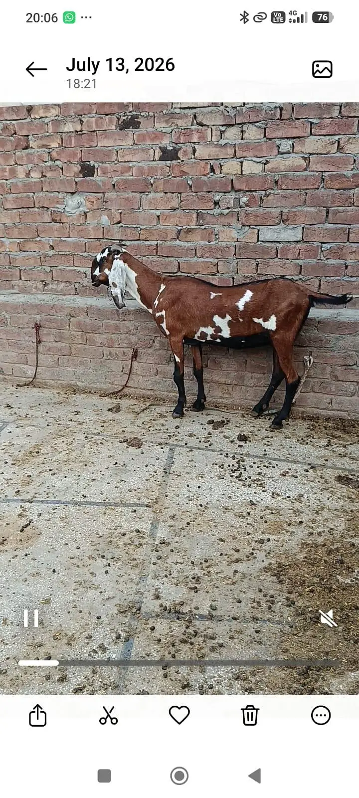 2 bakriyan aik bacha female for sell — photo 2