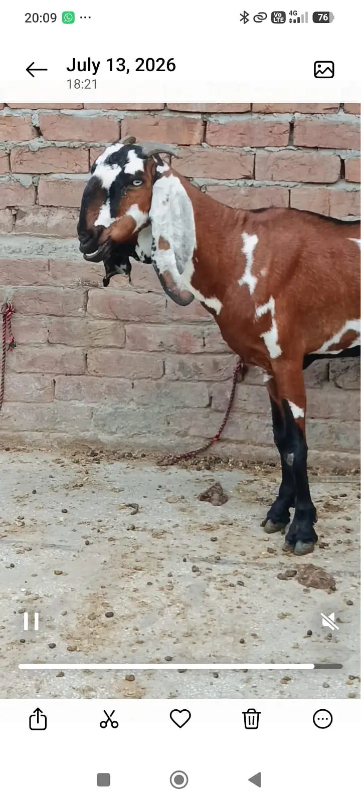 2 bakriyan aik bacha female for sell — photo 3