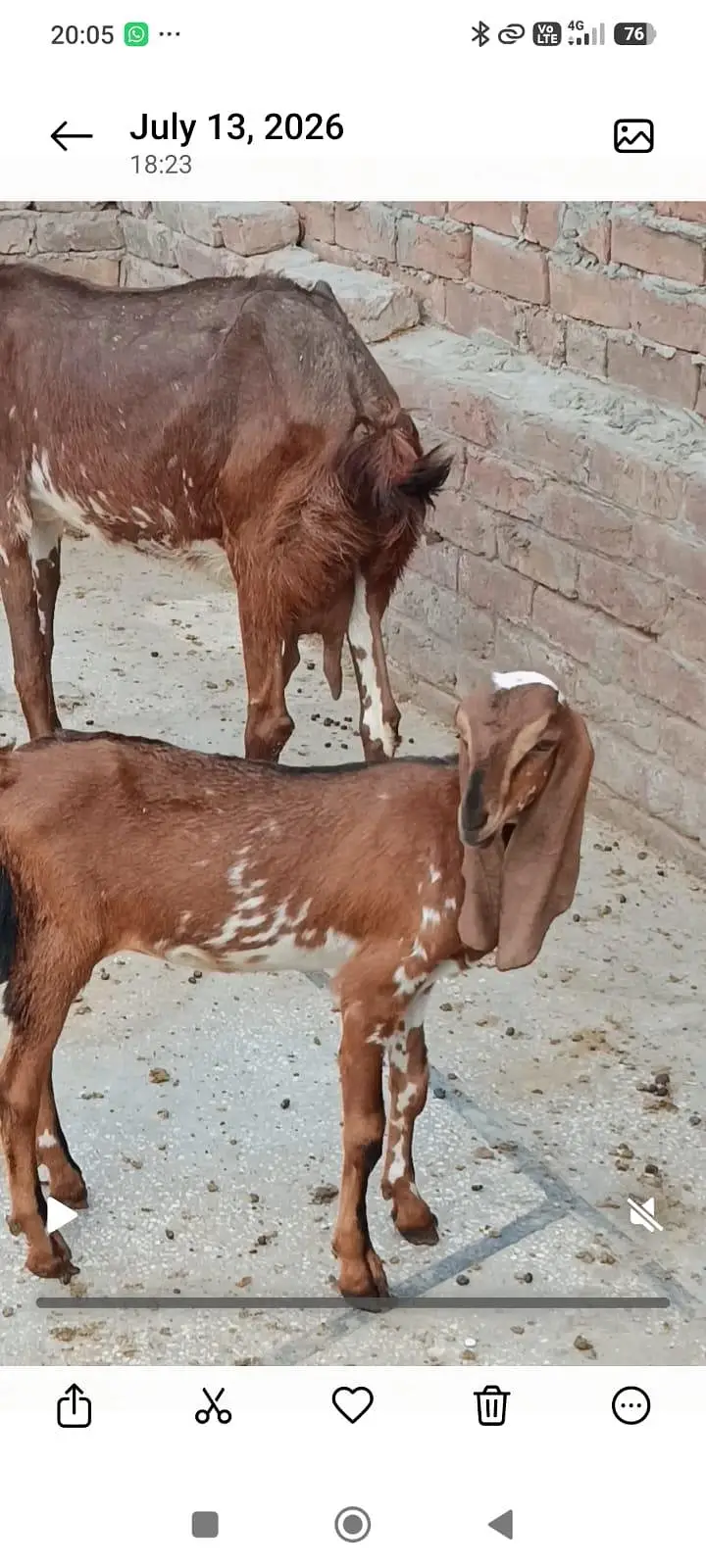 2 bakriyan aik bacha female for sell — photo 4