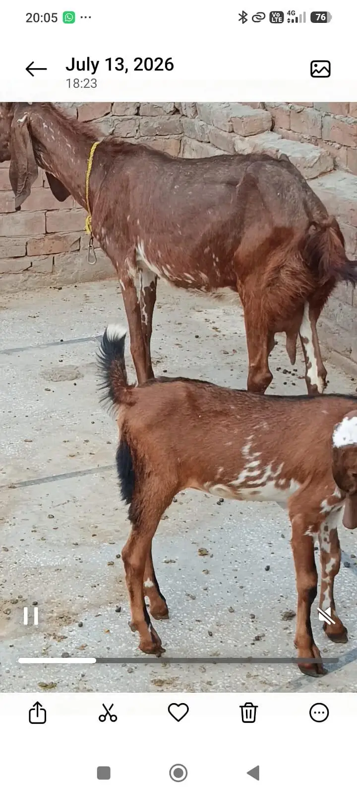 2 bakriyan aik bacha female for sell — photo 5