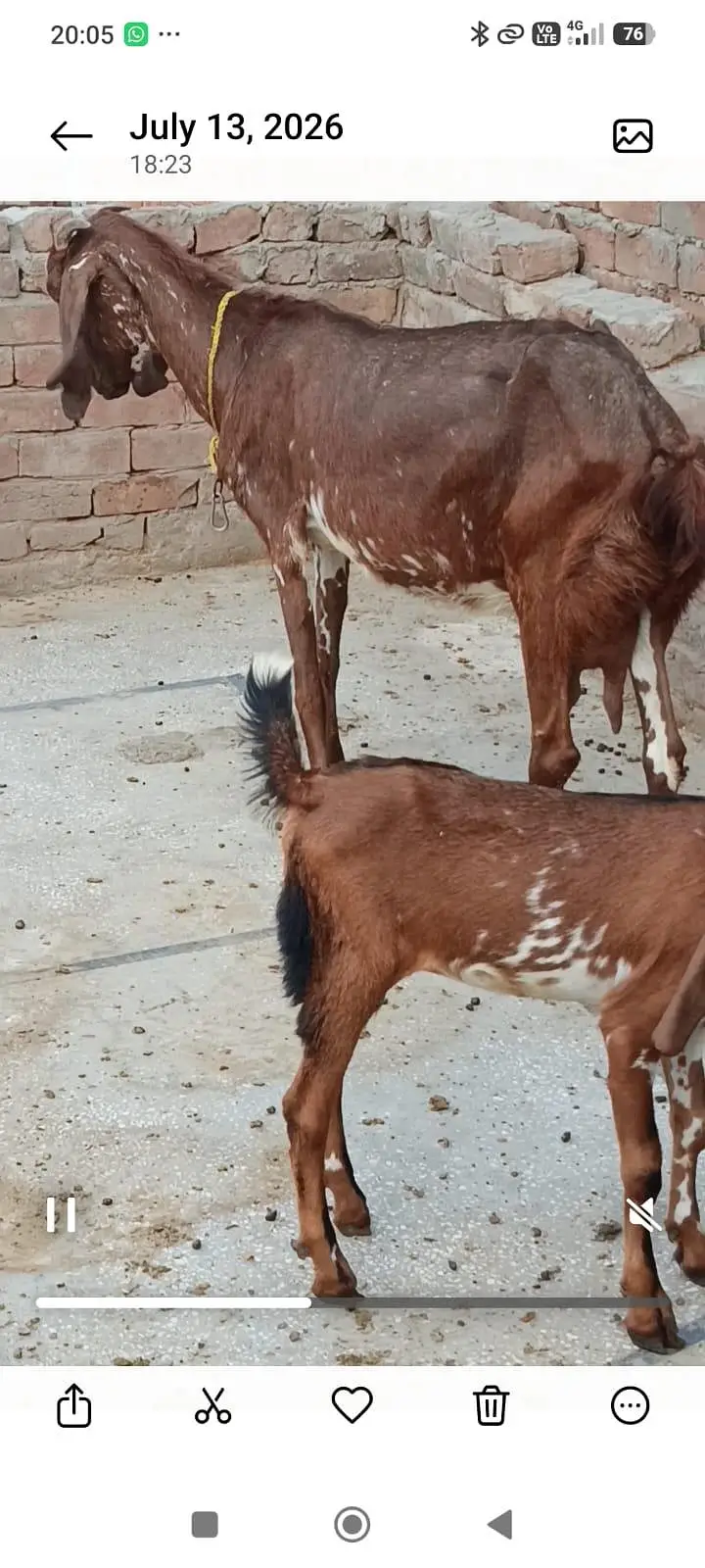 2 bakriyan aik bacha female for sell — photo 6