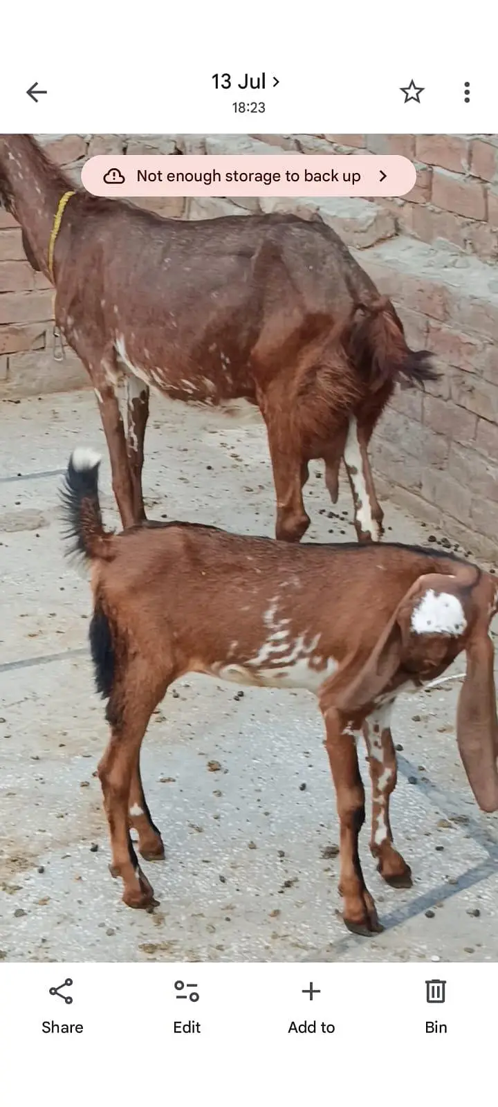 2 bakriyan aik bacha female for sell — photo 7